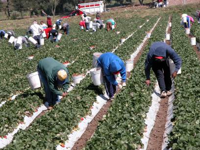 Jornaleros Agrícolas Migrantes: Viajeros sin Futuro